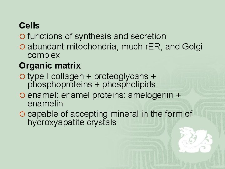 Cells ¡ functions of synthesis and secretion ¡ abundant mitochondria, much r. ER, and