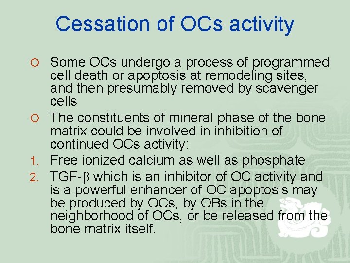 Cessation of OCs activity ¡ Some OCs undergo a process of programmed cell death