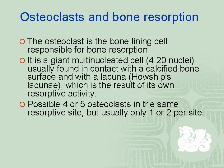 Osteoclasts and bone resorption ¡ The osteoclast is the bone lining cell responsible for