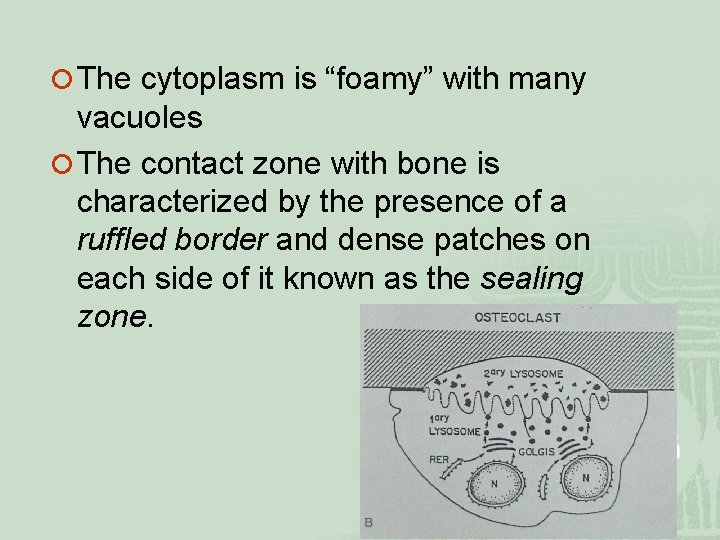 ¡ The cytoplasm is “foamy” with many vacuoles ¡ The contact zone with bone