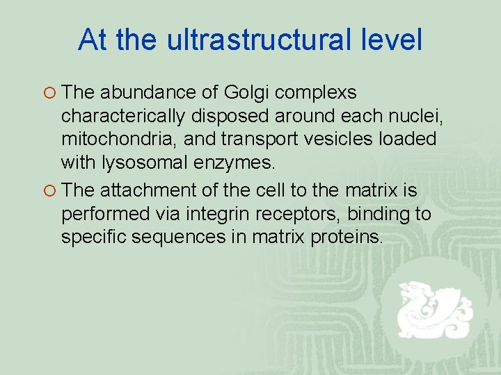 At the ultrastructural level ¡ The abundance of Golgi complexs characterically disposed around each