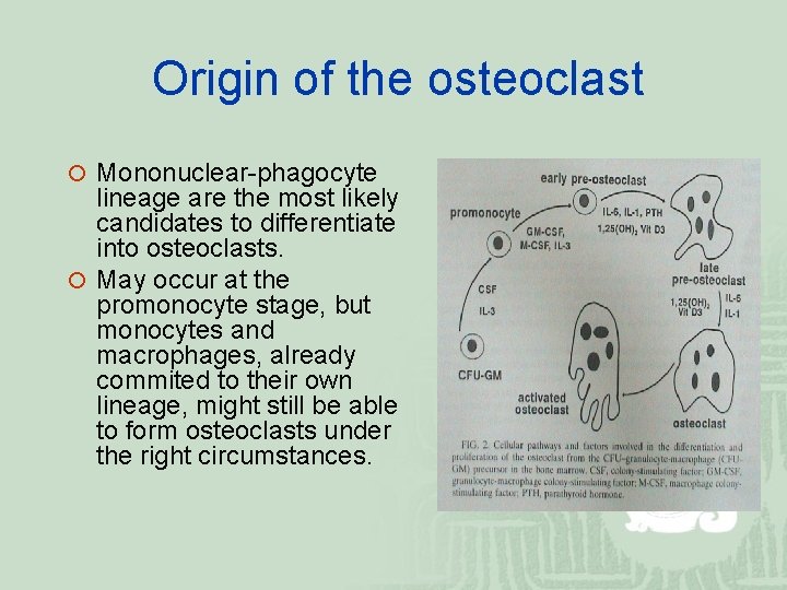 Origin of the osteoclast ¡ Mononuclear-phagocyte lineage are the most likely candidates to differentiate