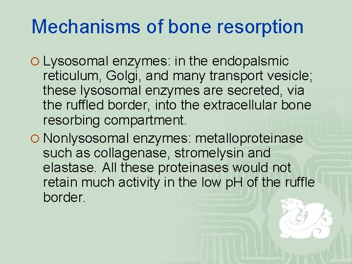 Mechanisms of bone resorption ¡ Lysosomal enzymes: in the endopalsmic reticulum, Golgi, and many
