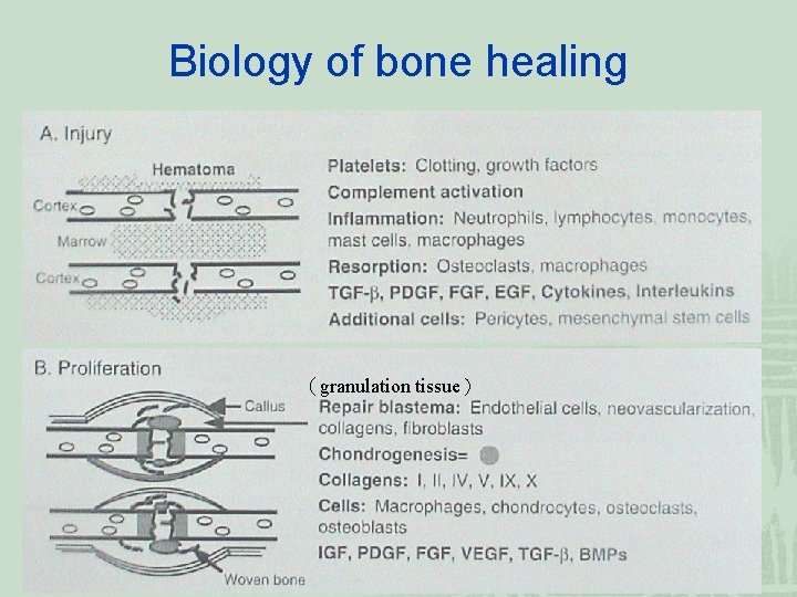 Biology of bone healing （granulation tissue） 