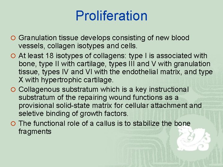 Proliferation ¡ Granulation tissue develops consisting of new blood vessels, collagen isotypes and cells.