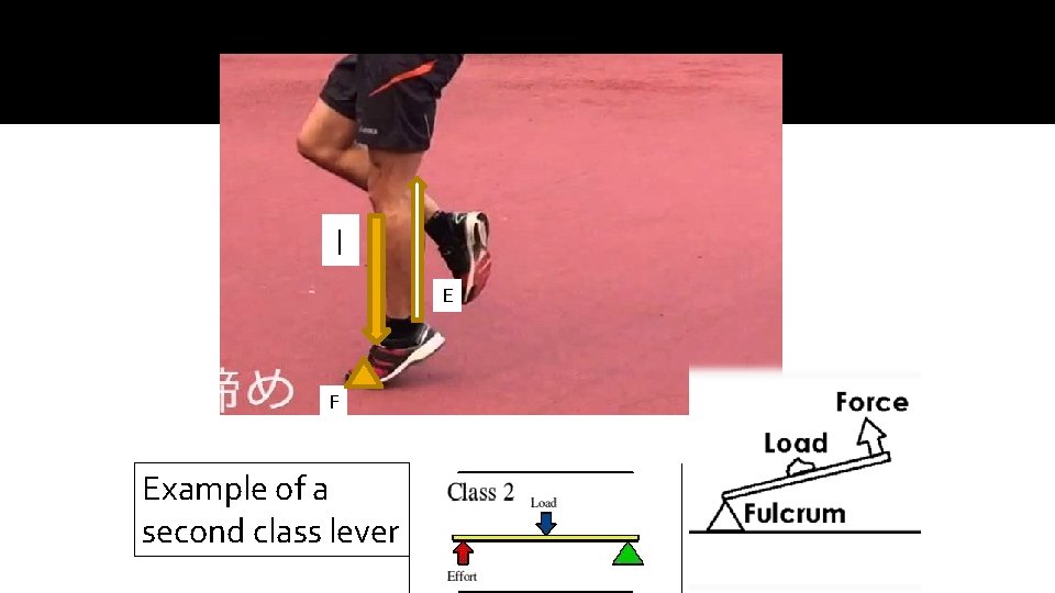 l E F Example of a second class lever 