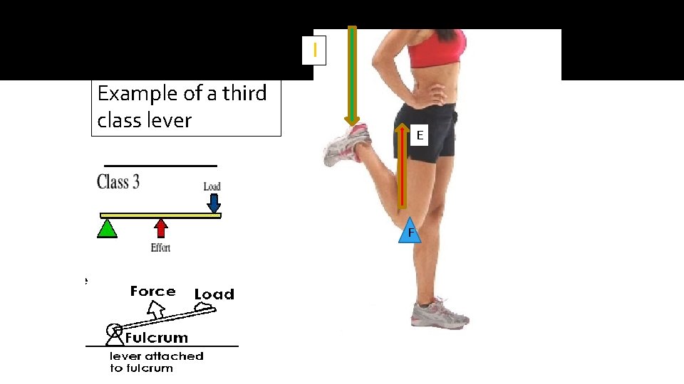 l Example of a third class lever E F 