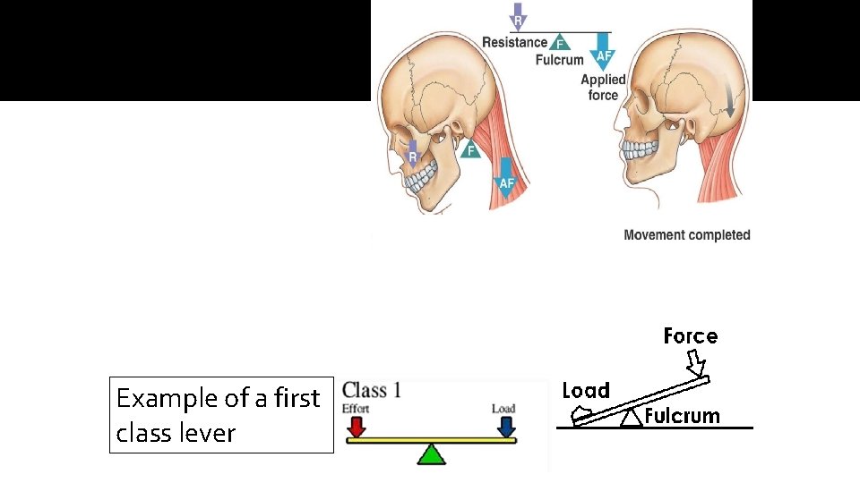 Example of a first class lever 