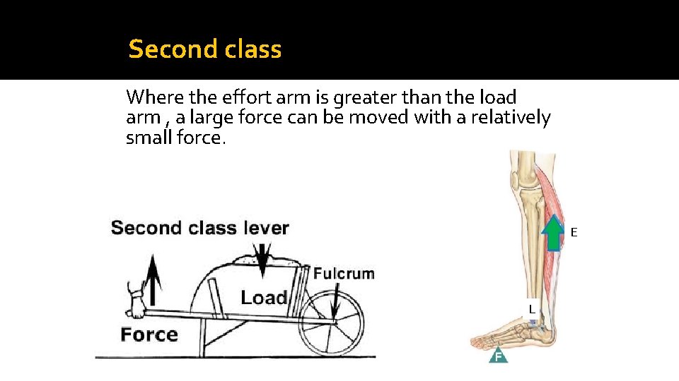 Second class Where the effort arm is greater than the load arm , a