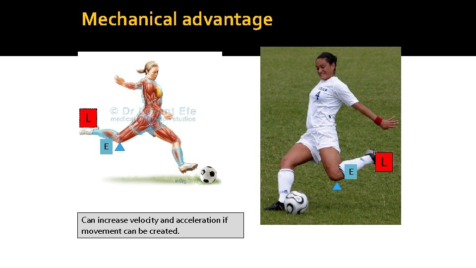 Mechanical advantage E E Can increase velocity and acceleration if movement can be created.