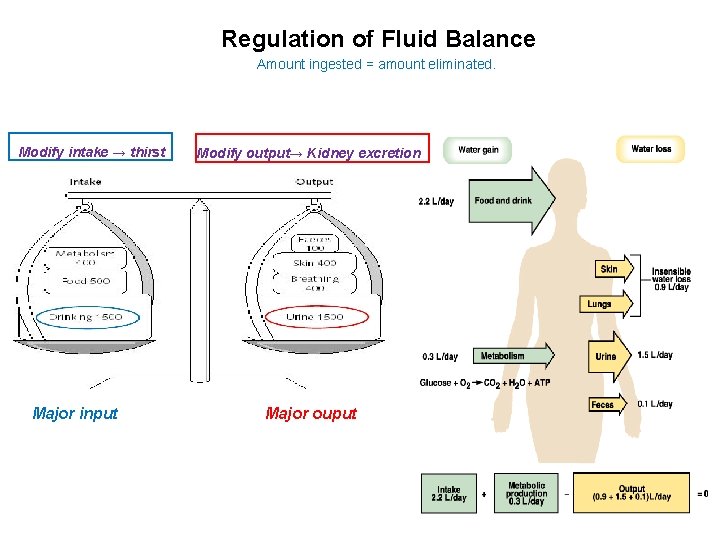 Regulation of Fluid Balance Amount ingested = amount eliminated. Modify intake → thirst Major