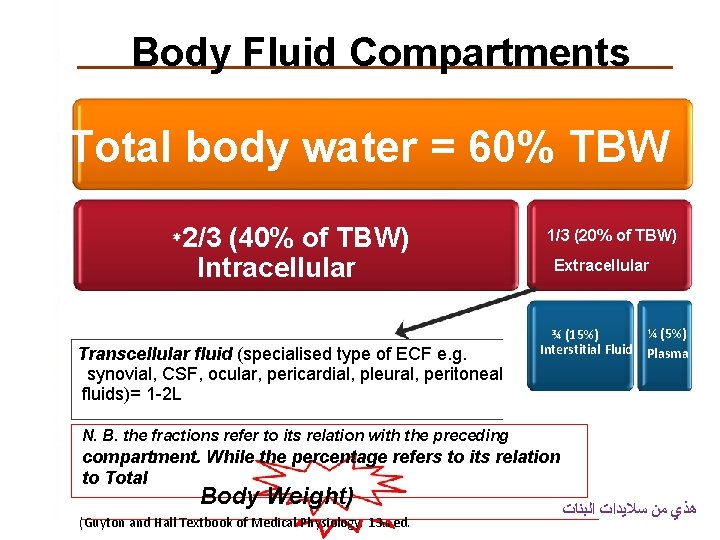 Body Fluid Compartments Total body water = 60% TBW *2/3 (40% of TBW) Intracellular