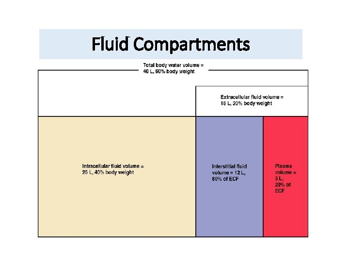 Fluid Compartments 