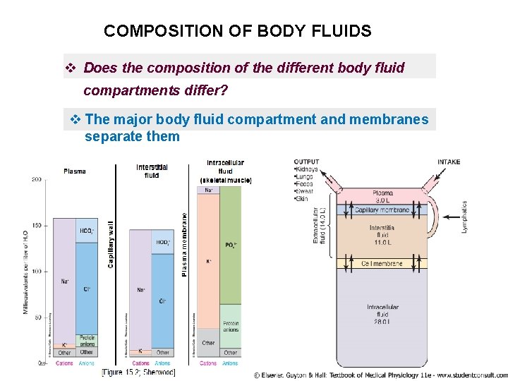 COMPOSITION OF BODY FLUIDS v Does the composition of the different body fluid compartments