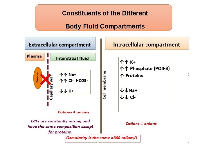 Constituents of the Different Body Fluid Compartments 