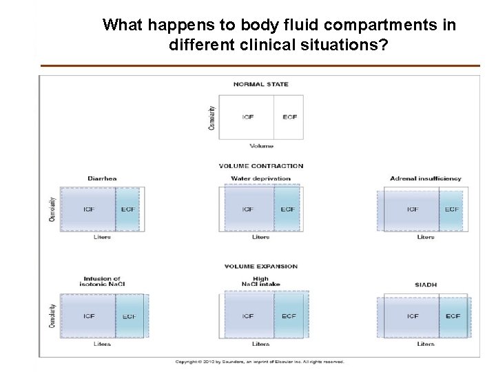 What happens to body fluid compartments in different clinical situations? 