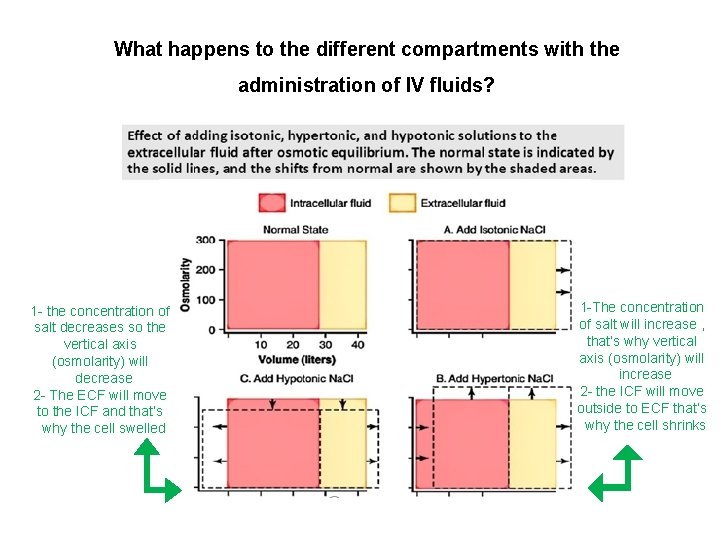 What happens to the different compartments with the administration of IV fluids? 1 -