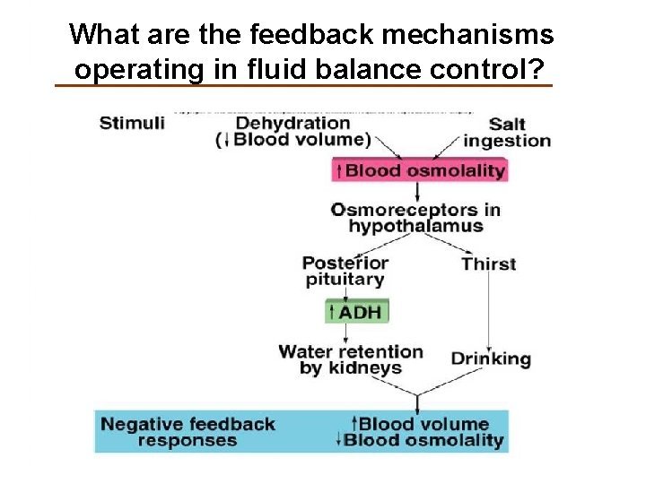 What are the feedback mechanisms operating in fluid balance control? 