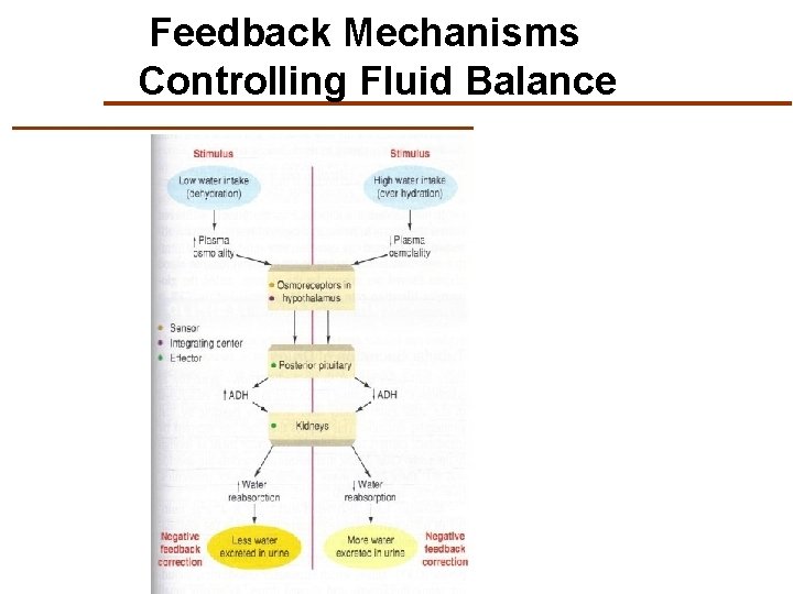Feedback Mechanisms Controlling Fluid Balance 