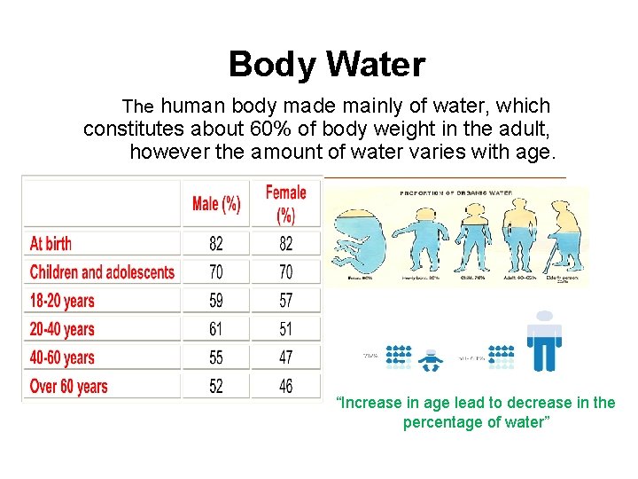 Body Water The human body made mainly of water, which constitutes about 60% of