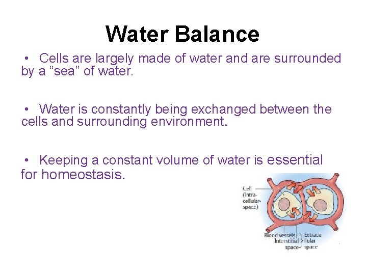 Water Balance • Cells are largely made of water and are surrounded by a