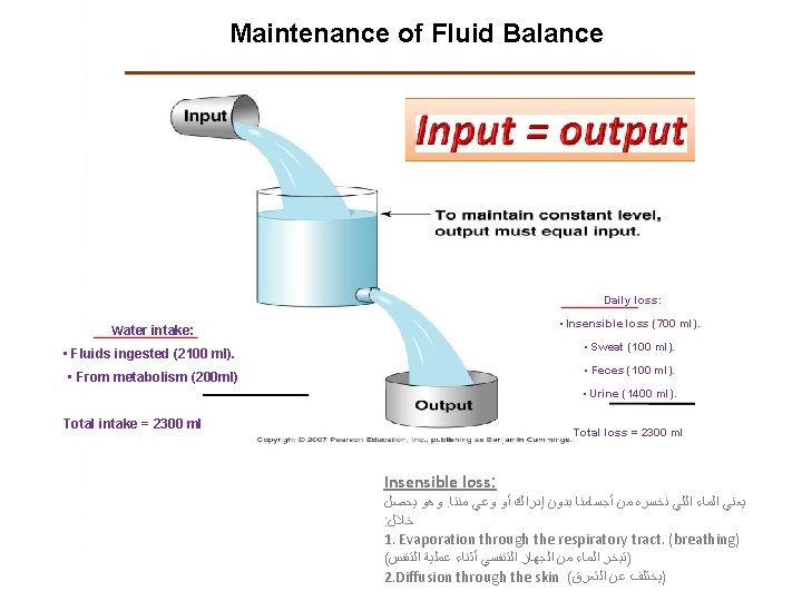 Maintenance of Fluid Balance Daily loss: • Insensible loss (700 ml). Water intake: •