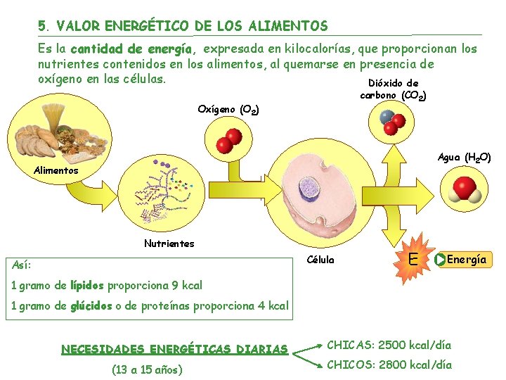 5. VALOR ENERGÉTICO DE LOS ALIMENTOS Es la cantidad de energía, expresada en kilocalorías,