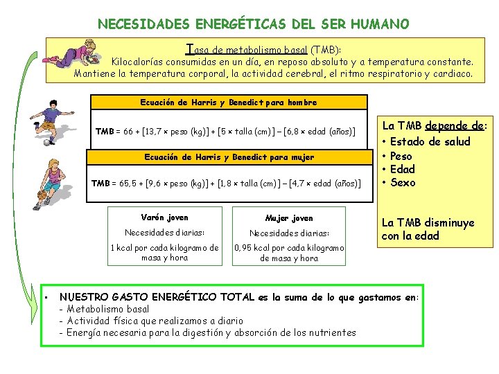 NECESIDADES ENERGÉTICAS DEL SER HUMANO Tasa de metabolismo basal (TMB): Kilocalorías consumidas en un