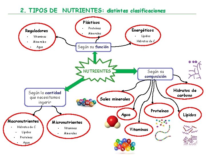 2. TIPOS DE NUTRIENTES: distintas clasificaciones Plásticos Reguladores • Vitaminas • Minerales • •