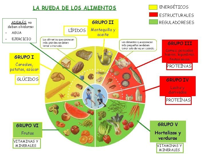 LA RUEDA DE LOS ALIMENTOS ENERGÉTICOS ESTRUCTURALES ADEMÁS, no deben olvidarse: - AGUA -