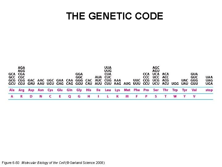 THE GENETIC CODE Figure 6 -50 Molecular Biology of the Cell (© Garland Science