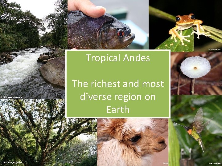 Tropical Andes The richest and most diverse region on Earth 