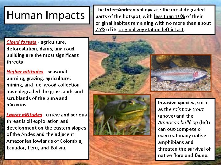 Human Impacts The Inter-Andean valleys are the most degraded parts of the hotspot, with