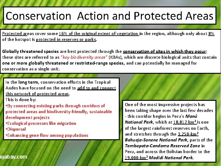 Conservation Action and Protected Areas Protected areas cover some 16% of the original extent