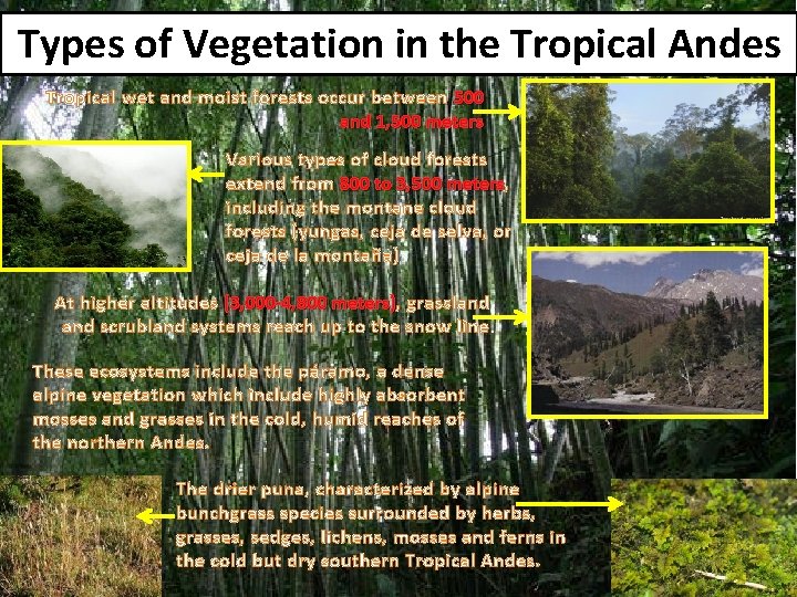 Types of Vegetation in the Tropical Andes Tropical wet and moist forests occur between