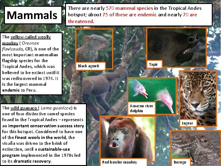 Mammals The yellow-tailed woolly monkey ( Oreonax flavicauda, CR), is one of the most