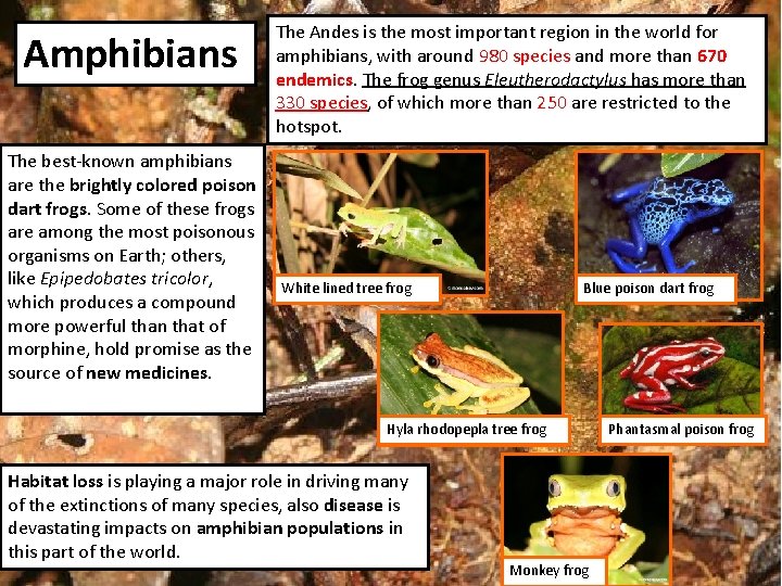 Amphibians The best-known amphibians are the brightly colored poison dart frogs. Some of these