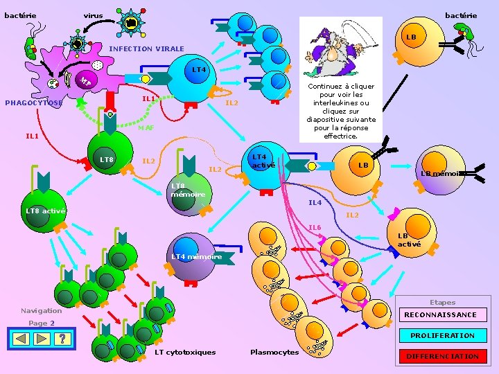 bactérie virus bactérie LB INFECTION VIRALE LT 4 M P IL 1 PHAGOCYTOSE Continuez