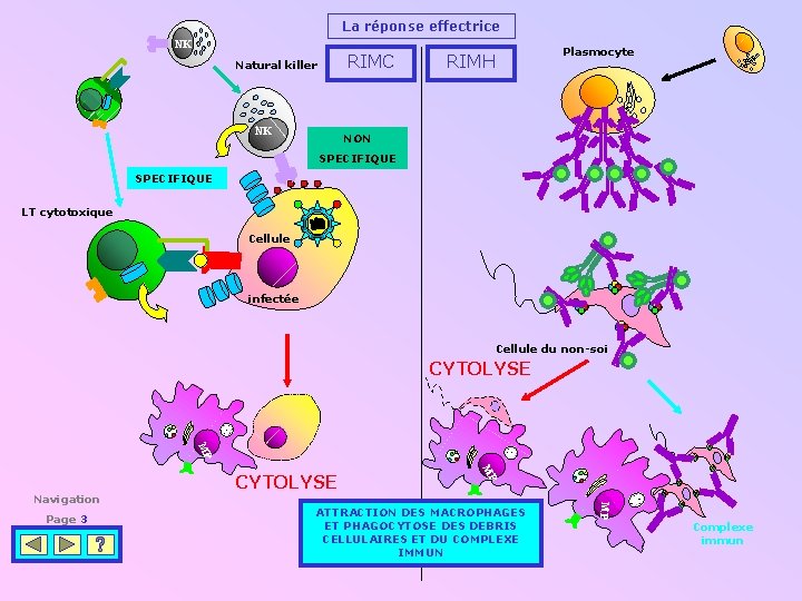 La réponse effectrice NK RIMC Natural killer NK Plasmocyte RIMH NON SPECIFIQUE LT cytotoxique