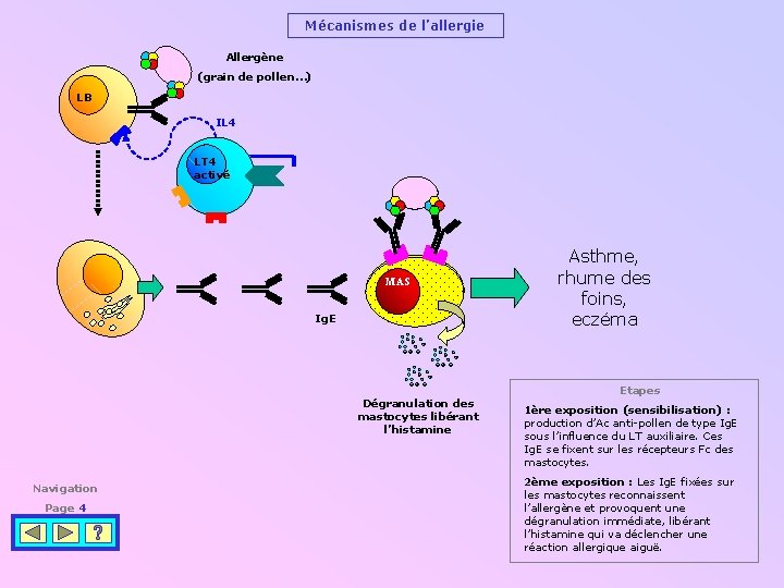 Mécanismes de l’allergie Allergène (grain de pollen…) LB IL 4 LT 4 activé MAS