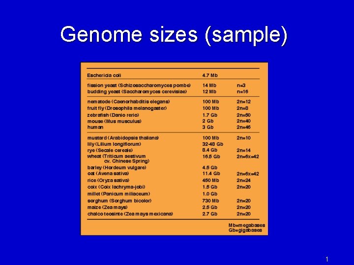 Genome sizes (sample) 1 