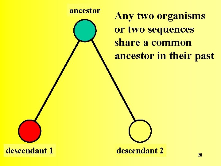 ancestor descendant 1 Any two organisms or two sequences share a common ancestor in