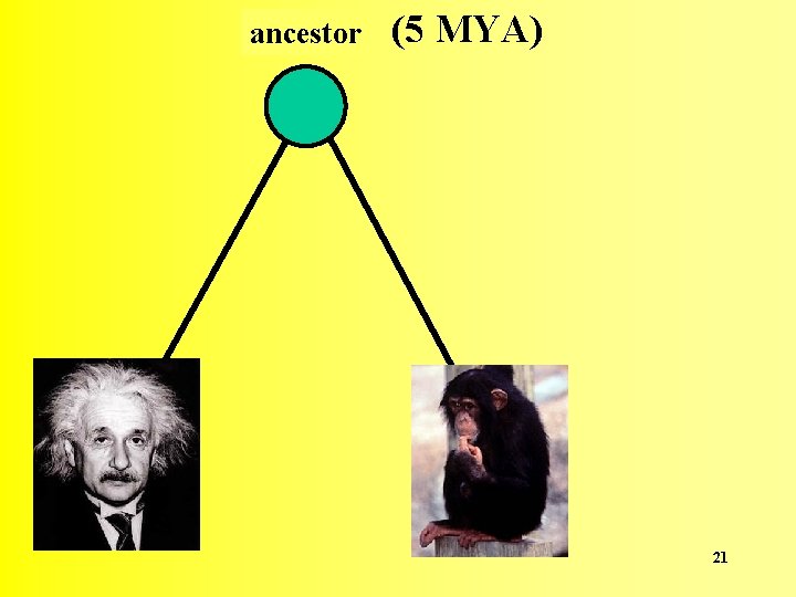 ancestor (5 MYA) 21 