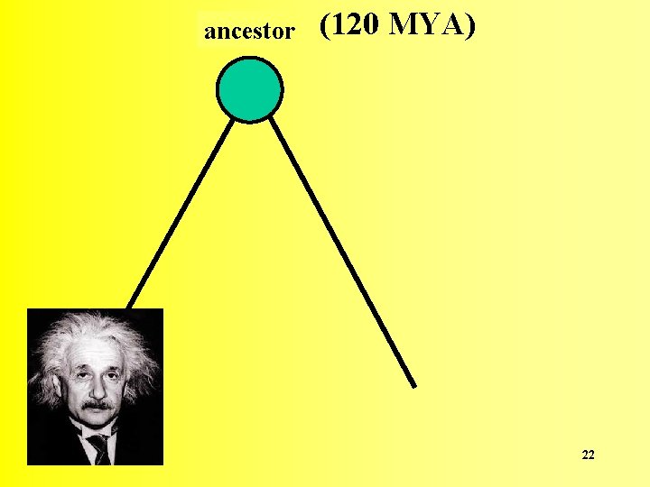 ancestor (120 MYA) 22 