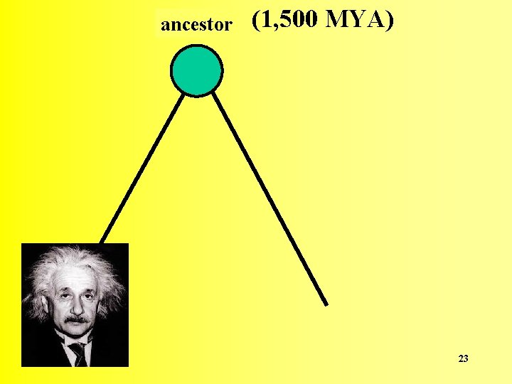 ancestor (1, 500 MYA) 23 