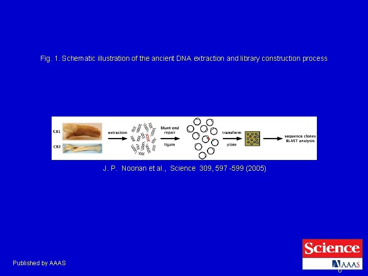 Fig. 1. Schematic illustration of the ancient DNA extraction and library construction process J.