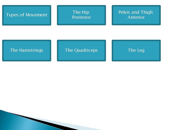 Types of Movement The Hip: Posterior Pelvis and Thigh: Anterior The Hamstrings The Quadriceps