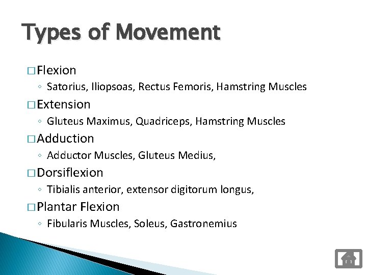 Types of Movement � Flexion ◦ Satorius, Iliopsoas, Rectus Femoris, Hamstring Muscles � Extension