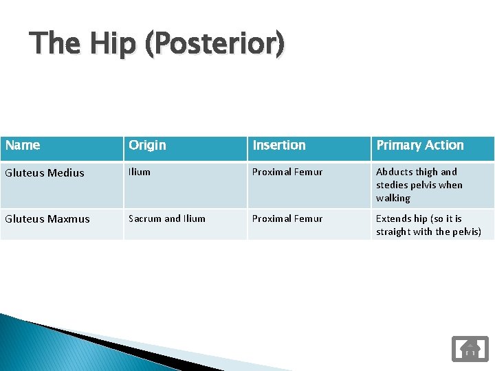 The Hip (Posterior) Name Origin Insertion Primary Action Gluteus Medius Ilium Proximal Femur Abducts