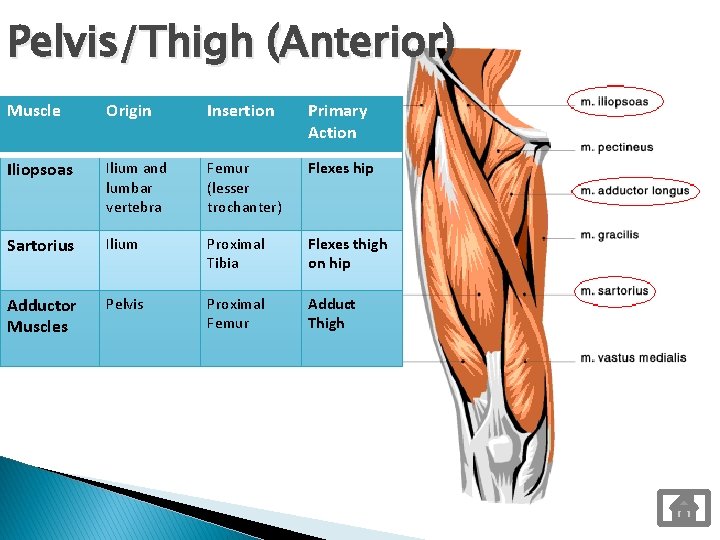 Pelvis/Thigh (Anterior) Muscle Origin Insertion Primary Action Iliopsoas Ilium and lumbar vertebra Femur (lesser